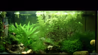 Becken 8079 von Jacy