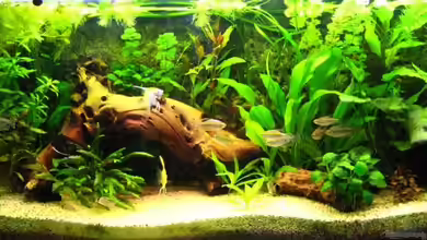 Becken 8087 von Dennis