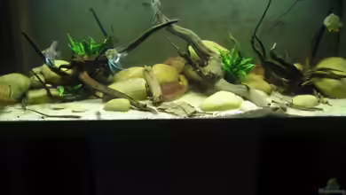 Becken 8093 von Christian Dühr