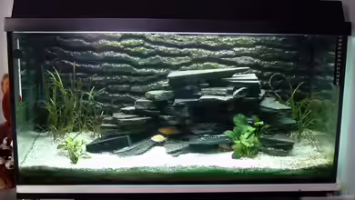 Becken 810 von C. Höreth