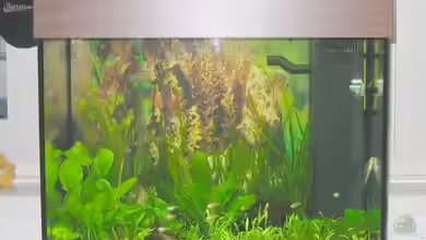 Becken 8114 von Bikoffm