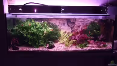 Becken 8131 von Frank Seifarth