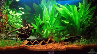 Becken 8247 von Conny