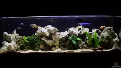 Becken 8259 von Chrissi