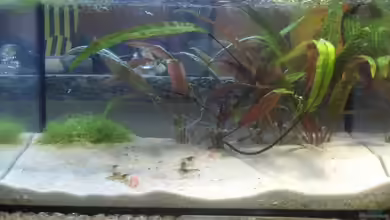 Becken 8261 von Daniel