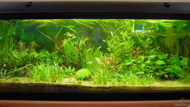 Becken 8264 von Antje und Daniel