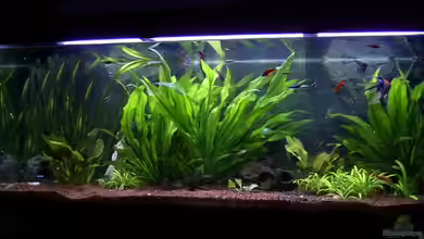 Becken 830 von Christian Pfeiler