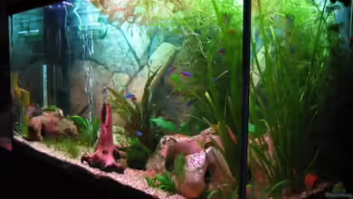 Becken 8305 von Ron Schäpe