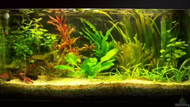 Becken 8323 von Michael Lange