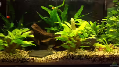 Becken 8333 von Michael Lange