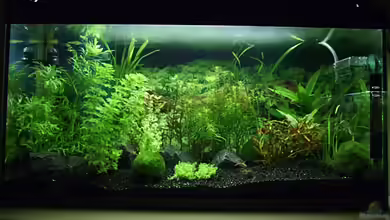 Becken 8349 von Zwiebel