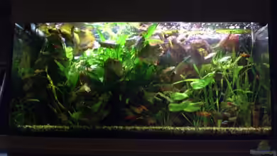 Becken 8366 von Alexander Preuss