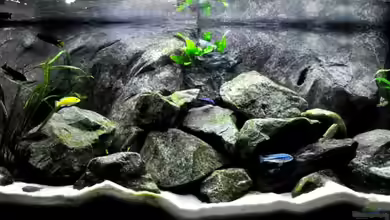 Becken 8409 von Pete