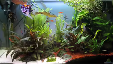 Becken 8428 von Daniel Gauthier