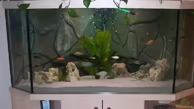 Becken 843 von Kux Dominik