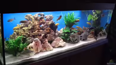 Becken 8442 von Alexander Wrede