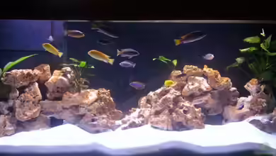 Becken 8459 von wuk12