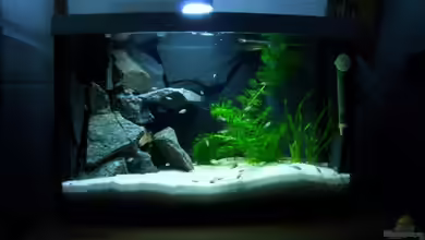 Becken 8523 von Marco Vasev