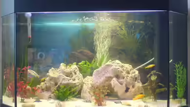 Becken 8558 von Turgut Sen