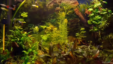 Becken 8565 von Birgit S.