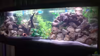 Becken 8591 von Ronny Eisenberg