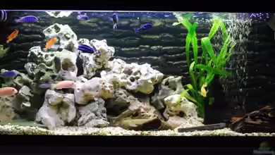 Becken 8608 von Dustin R.