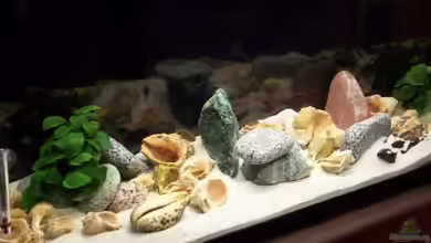 Becken 8644 von cichliden-aquarium.de