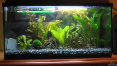 Becken 8690 von Ingo Böddrich