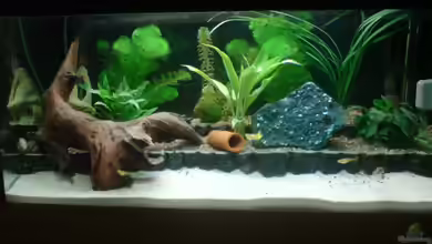 Becken 8738 von bentinet