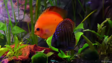 Becken 8760 von Tim Burow