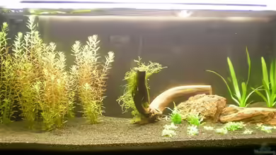 Becken 8792 von emarks