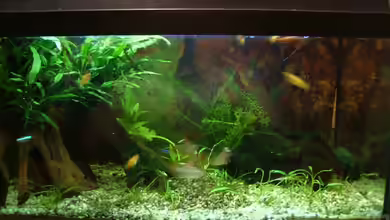 Becken 8817 von Thomas Geib