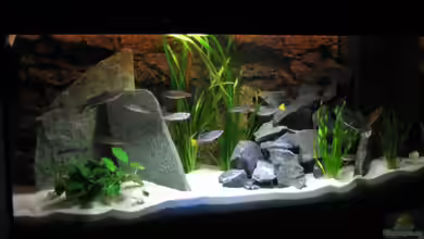 Becken 8822 von Patrick Bärenfaller