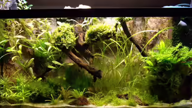 Becken 8838 von Olli Bartels