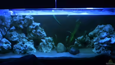 Becken 8893 von Maik Böhme