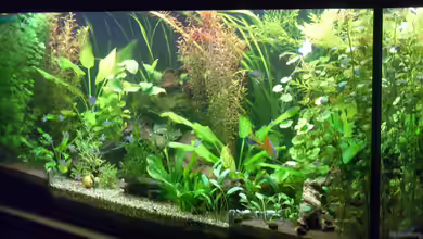 Becken 8894 von Vabene