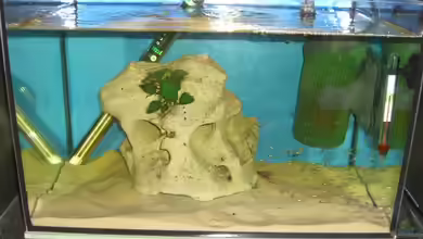 Becken 8897 von Pascal Lehmann