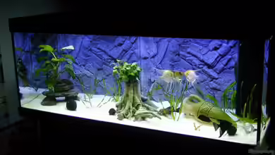 Becken 9006 von Marc Scheer