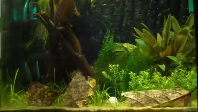 Becken 9012 von Knorpelfisch