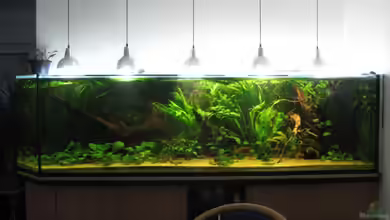 Becken 9025 von Gerrit Buck