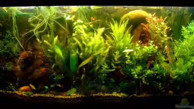 Becken 9053 von TetraMike