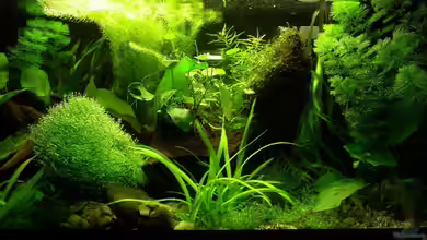 Becken 9069 von Holger Bellen