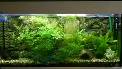 Becken 9077 von RedDragon