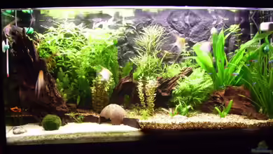 Becken 9094 von Thomas Gornioczek