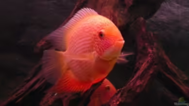 Becken 9099 von Danny.