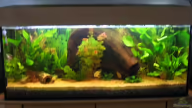 Becken 9123 von Jens Schuster