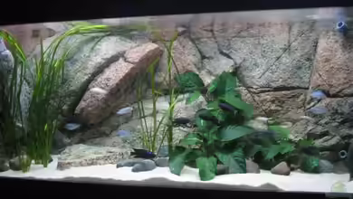 Becken 9132 von Tobinhio