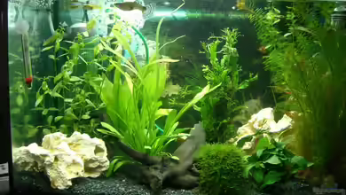 Becken 9160 von KaSa