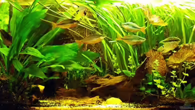 Becken 9179 von Becke