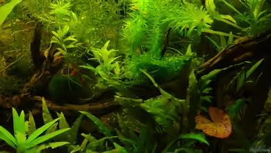 Becken 9203 von Carsten Gutsche